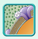 Thumb-Acelepryn-mode-action-image