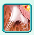 Thumb-heart-left-ventricle-image