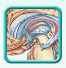 Thumb-brain-ventricles-image