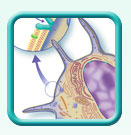 Thumb-osteocyte-bone-cell-image
