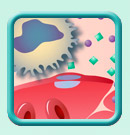 Inflammation-cellular-response-illustration-T2