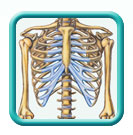 Thumb-human-skeleton-image