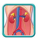 Thumb-urinary-respiratory-system-image