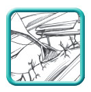 Thumb-porcine-intestinal-anastomosis-image